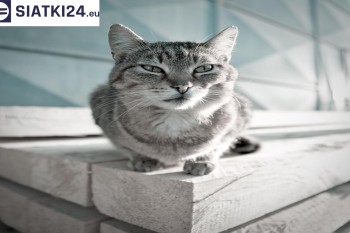 Siatki Chojnice - Siatka na balkony dla kota i zabezpieczenie dzieci dla terenów Chojnic
